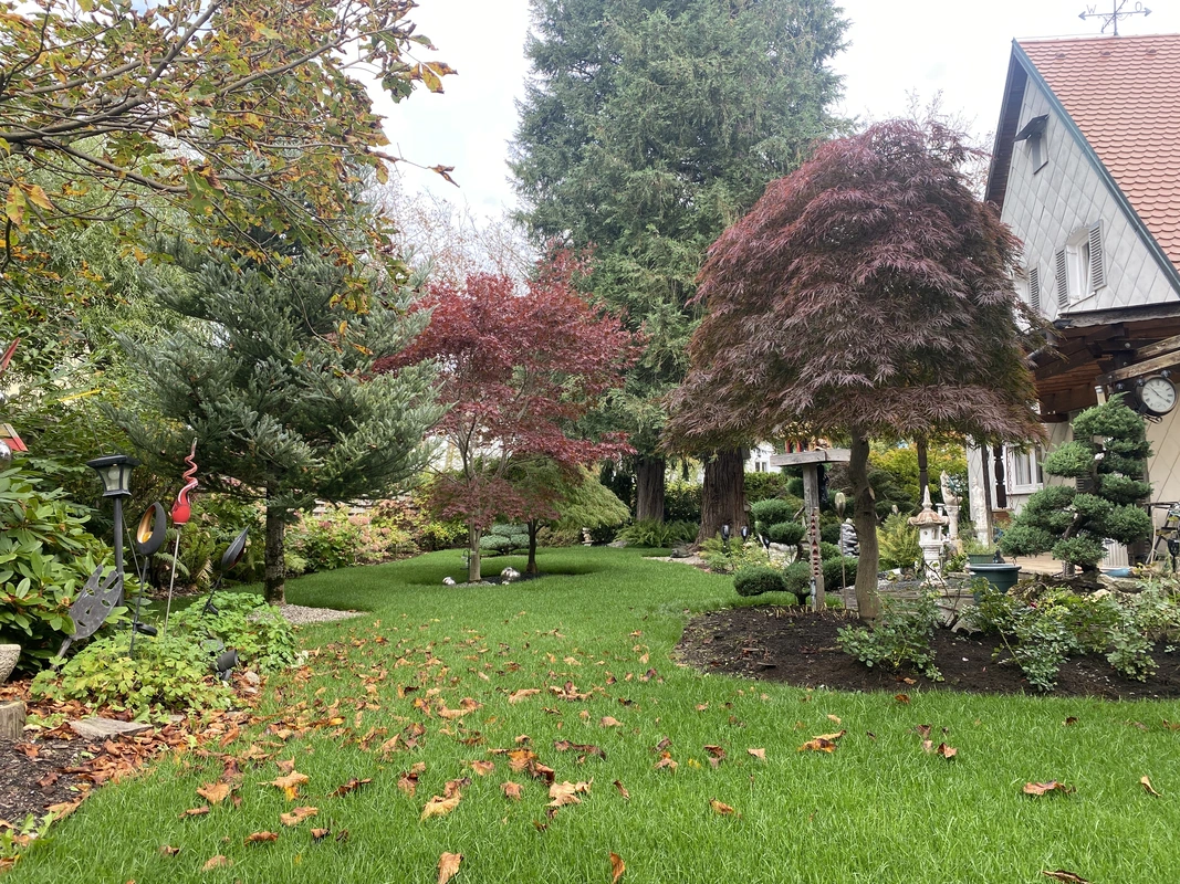 Neuanlage Rollrasen 3